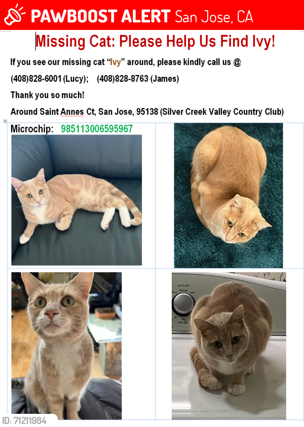 Lost Female Cat last seen Apennine circle, Silver Creek Valley Country Club, San Jose, San Jose, CA 95138