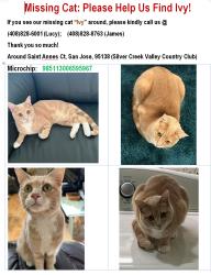 Lost Female Cat last seen Apennine circle, Silver Creek Valley Country Club, San Jose, San Jose, CA 95138