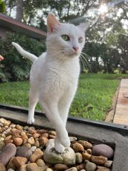 Lost Female Cat last seen 8th st s pinellas point , St. Petersburg, FL 33705