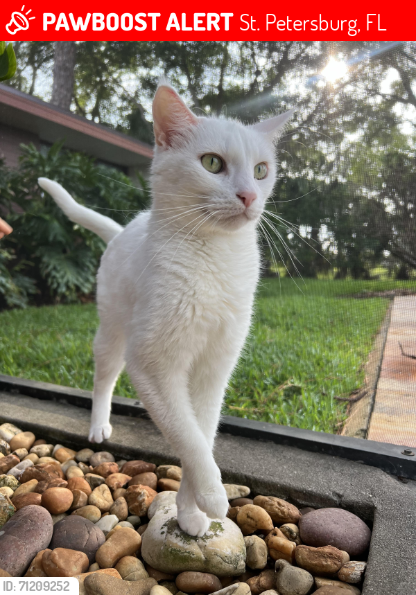 Lost Female Cat last seen 8th st s pinellas point , St. Petersburg, FL 33705