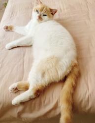 Reunited Male Cat last seen Near Irving St, San Francisco, CA 94122, USA, San Francisco, CA 94122
