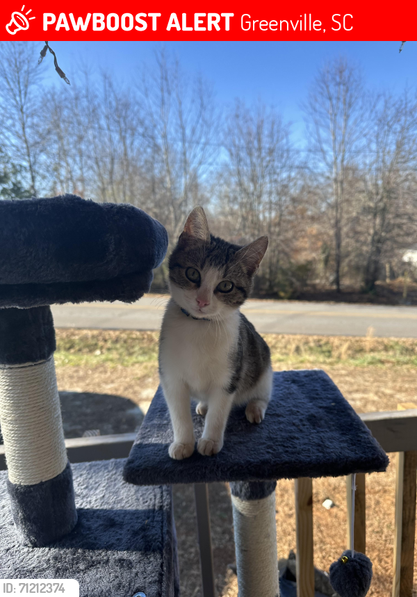 Lost Male Cat last seen Berea, Greenville, SC 29617