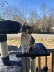 Lost Male Cat last seen Berea, Greenville, SC 29617