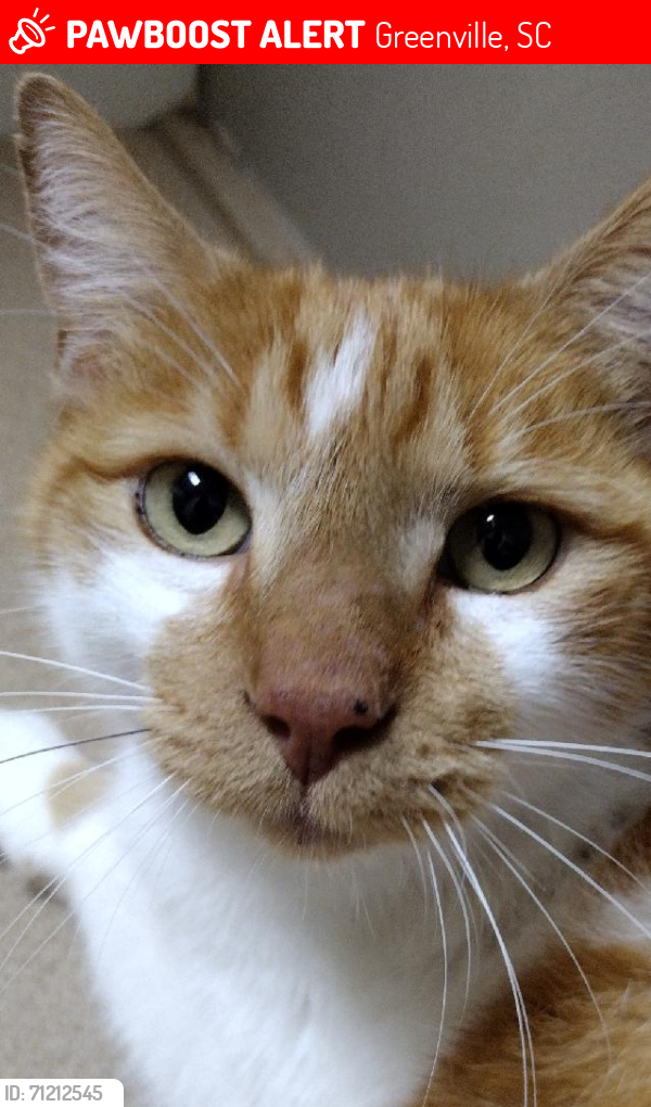 Lost Male Cat last seen Pelham Rd and East North Street near Publix, Greenville, SC 29615