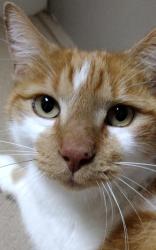 Lost Male Cat last seen Pelham Rd and East North Street near Publix, Greenville, SC 29615