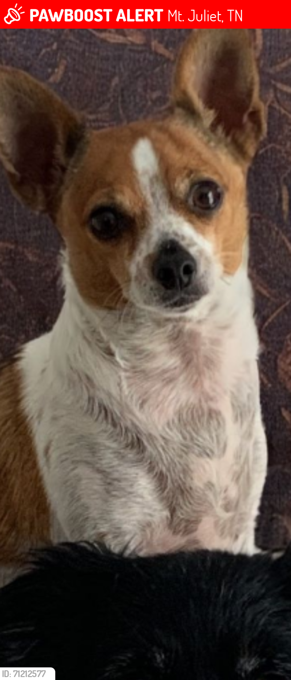 Lost Male Dog last seen Rolling Meadow Drive and Belinda Parkway, Mt. Juliet, TN 37122