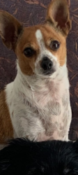 Lost Male Dog last seen Rolling Meadow Drive and Belinda Parkway, Mt. Juliet, TN 37122