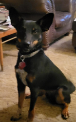 Lost Male Dog last seen Blackmon Auctions, Godley, TX 76044