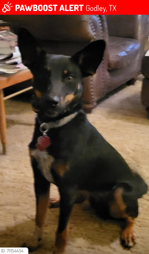 Lost Male Dog last seen Blackmon Auctions, Godley, TX 76044