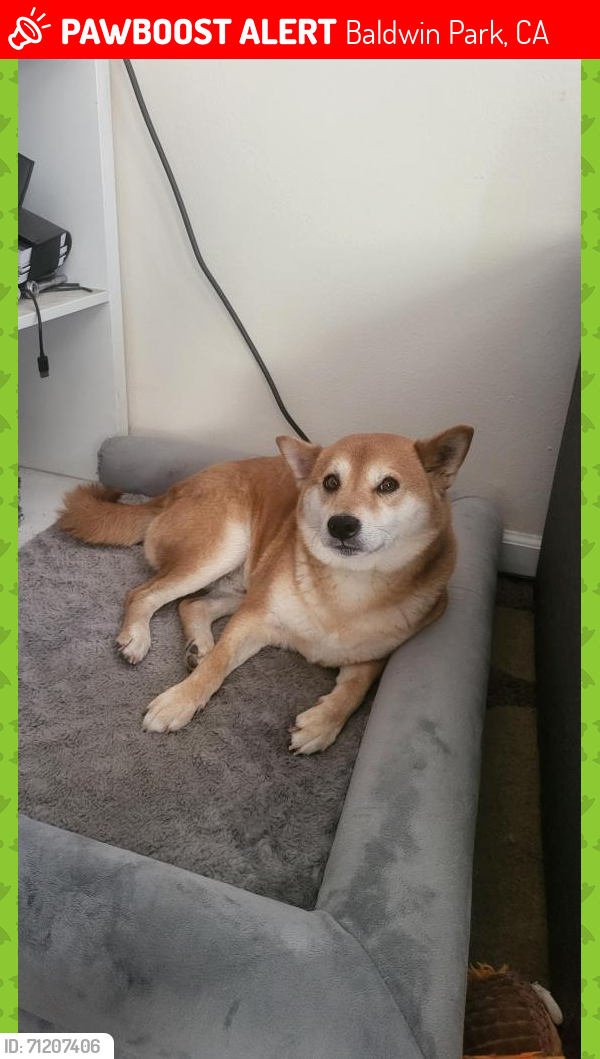 Lost Male Dog last seen Francisquito Ave, and Puente Ave, Baldwin Park, CA 91706