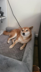 Lost Male Dog last seen Francisquito Ave, and Puente Ave, Baldwin Park, CA 91706