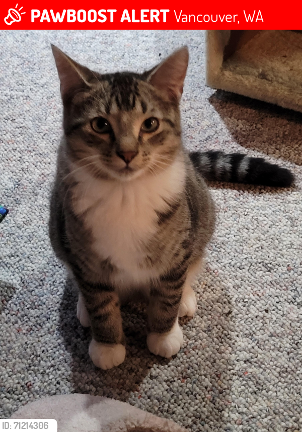 Lost Male Cat last seen Ne 47th st Vancouver, WA, Vancouver, WA 98661