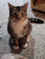 Lost Male Cat last seen Ne 47th st Vancouver, WA, Vancouver, WA 98661