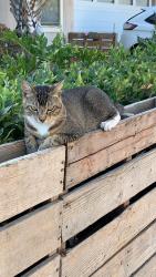 Reunited Male Cat last seen Barry Street, Camarillo, CA 93010