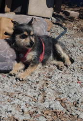Lost Male Dog last seen Lake Jennings El Cajon, Ca, El Cajon, CA 92021