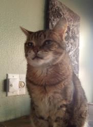 Lost Male Cat last seen Knoxville and 45th street, Lubbock, TX 79413