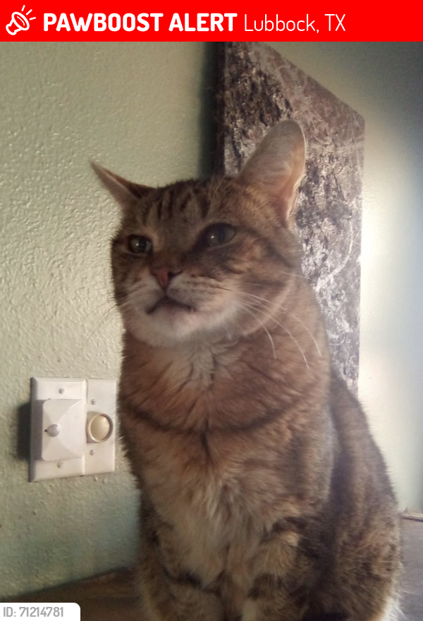 Lost Male Cat last seen Knoxville and 45th street, Lubbock, TX 79413