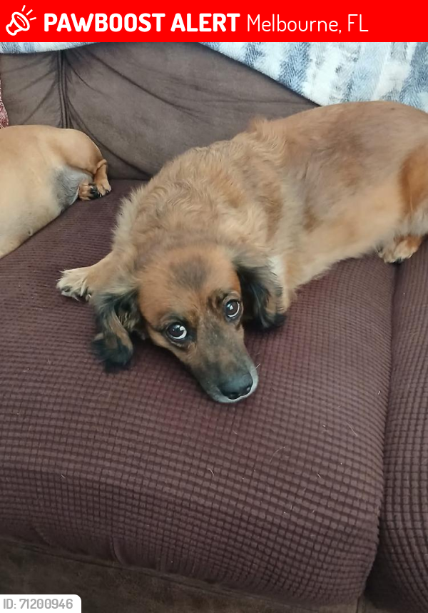 Lost Male Dog last seen North of us1 near Grills Riverside, US 1 and Shoff Lane, Melbourne, FL 32940