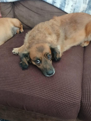 Lost Male Dog last seen North of us1 near Grills Riverside, US 1 and Shoff Lane, Melbourne, FL 32940