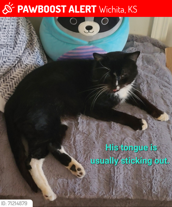 Lost Male Cat last seen Lincoln and Armour, Wichita, KS 67207