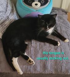Lost Male Cat last seen Lincoln and Armour, Wichita, KS 67207