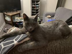 Lost Female Cat last seen W 52nd ave and Estes circle, Arvada, CO 80002