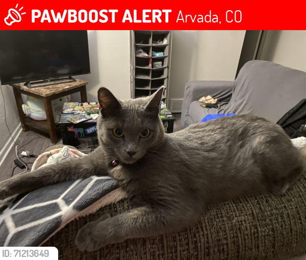 Lost Female Cat last seen W 52nd ave and Estes circle, Arvada, CO 80002
