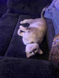 Lost Female Cat last seen 21st & harry st, Wichita, KS 67212