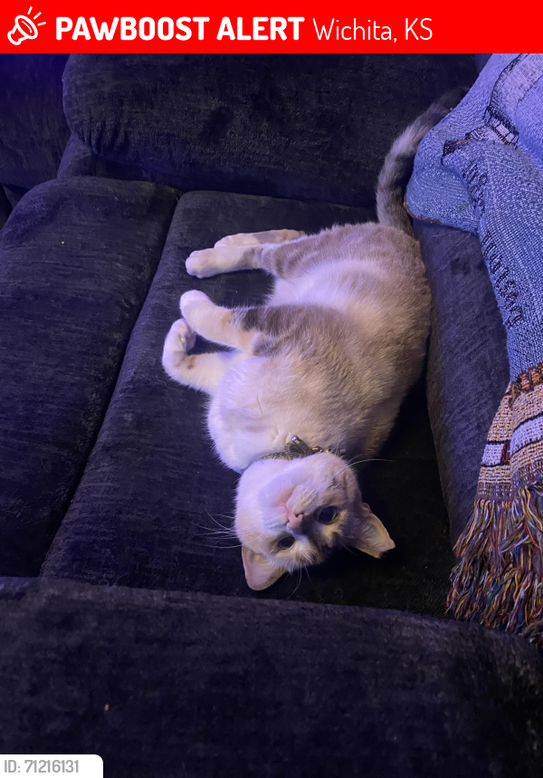 Lost Female Cat last seen 21st & harry st, Wichita, KS 67212
