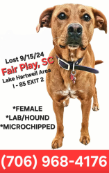 Lost Female Dog last seen Near Exit 2 in Fair Play, SC, Fair Play, SC 29643