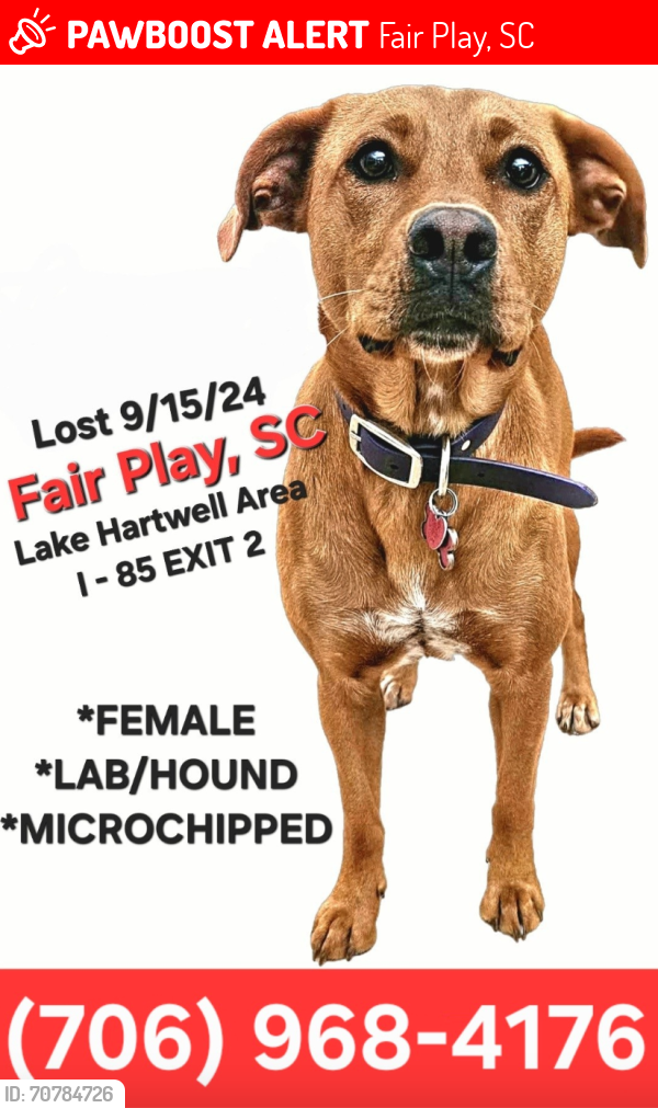 Lost Female Dog last seen Near Exit 2 in Fair Play, SC, Fair Play, SC 29643
