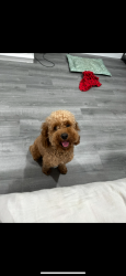 Lost Male Dog last seen Sunlight Rd Ellijay Ga, Ellijay, GA 30540