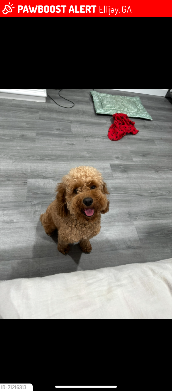 Lost Male Dog last seen Sunlight Rd Ellijay Ga, Ellijay, GA 30540