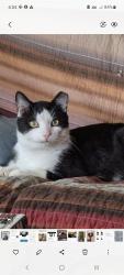 Lost Male Cat last seen Blue Grass Trail rd , Lexington, VA 24450