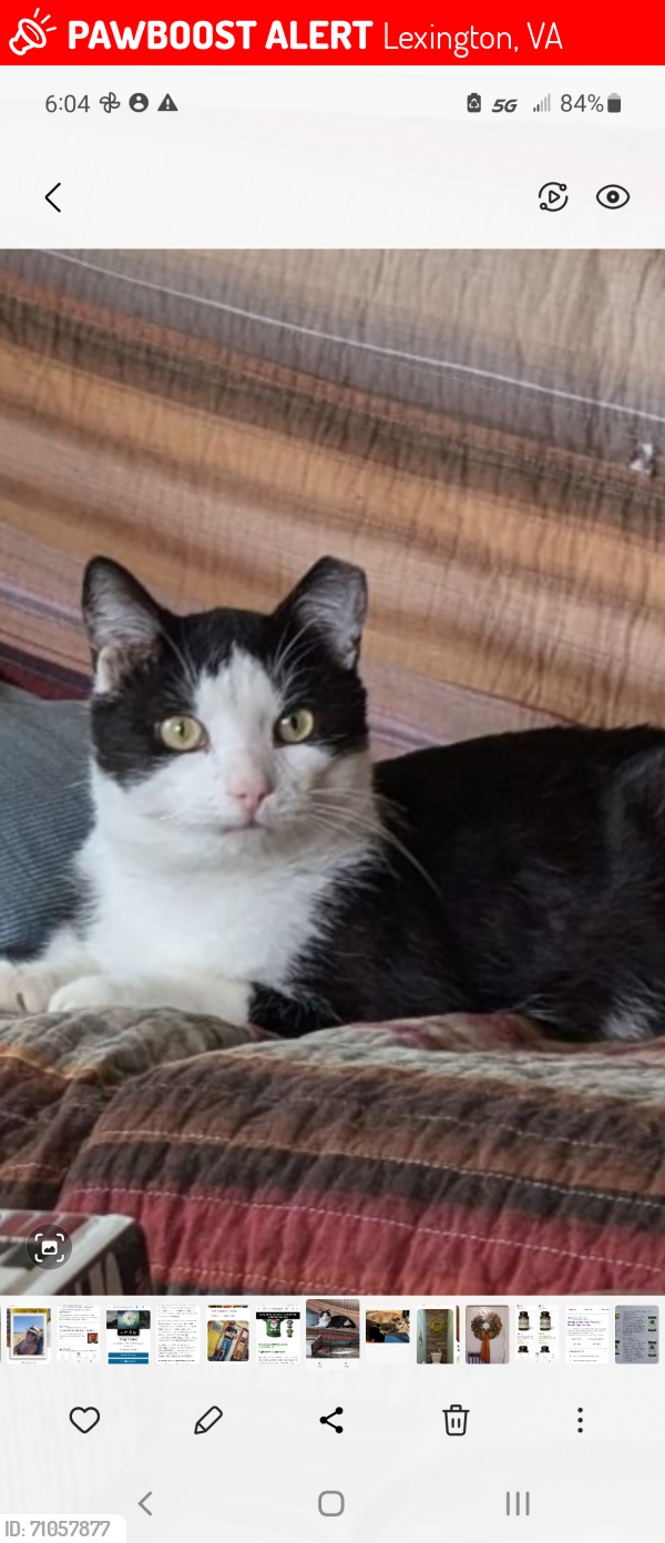 Lost Male Cat last seen Blue Grass Trail rd , Lexington, VA 24450