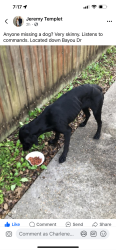 Lost Female Dog last seen Terrel Court, Oak Manor , New Iberia, LA 70563