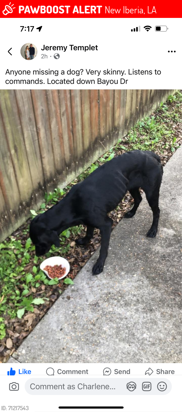 Lost Female Dog last seen Terrel Court, Oak Manor , New Iberia, LA 70563