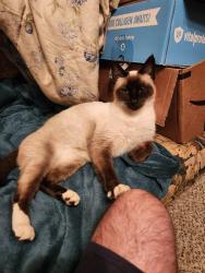 Lost Female Cat last seen Circle Rd and Gum Springs, Longview Texas , Harrison County, TX 75602