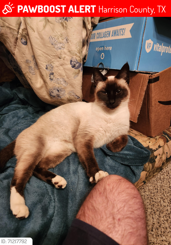 Lost Female Cat last seen Circle Rd and Gum Springs, Longview Texas , Harrison County, TX 75602