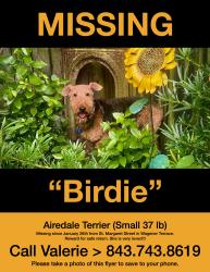 Lost Female Dog last seen 9th street , Charleston, SC 29403