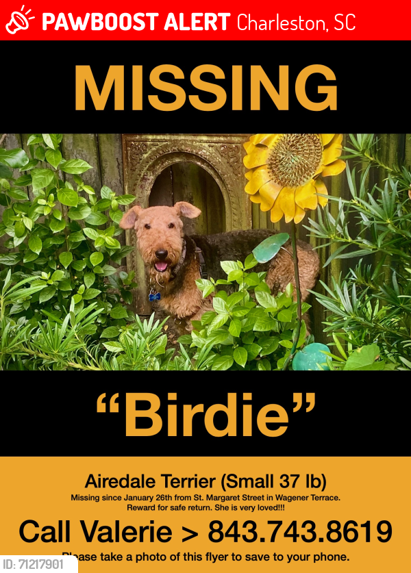 Lost Female Dog last seen 9th street , Charleston, SC 29403