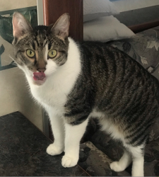 Lost Male Cat last seen Smyrna Rd between Tennyson Dr & River Rd, Linden Township, MO 65721