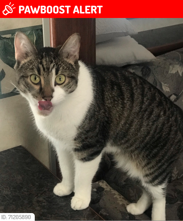 Lost Male Cat last seen Smyrna Rd between Tennyson Dr & River Rd, Linden Township, MO 65721