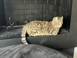 Lost Female Cat last seen By redhawk golf course in the fairway’s neighborhood , Temecula, CA 92592