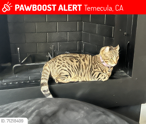 Lost Female Cat last seen By redhawk golf course in the fairway’s neighborhood , Temecula, CA 92592