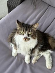 Lost Female Cat last seen Iowa Street, Nampa, ID 83686