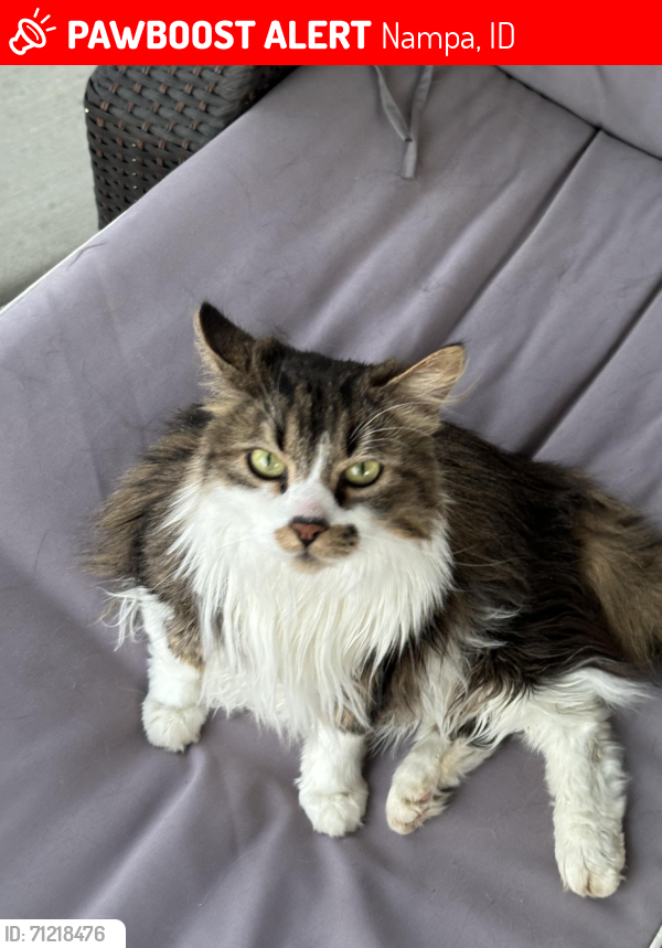 Lost Female Cat last seen Iowa Street, Nampa, ID 83686