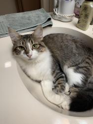Lost Female Cat last seen N Valderas St and Spanish Trail, Brazoria County, TX 77515