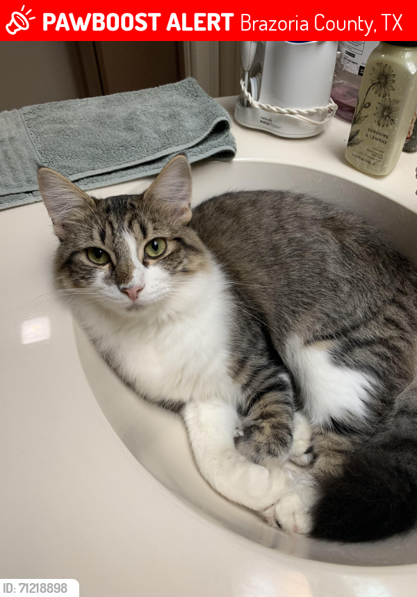 Lost Female Cat last seen N Valderas St and Spanish Trail, Brazoria County, TX 77515