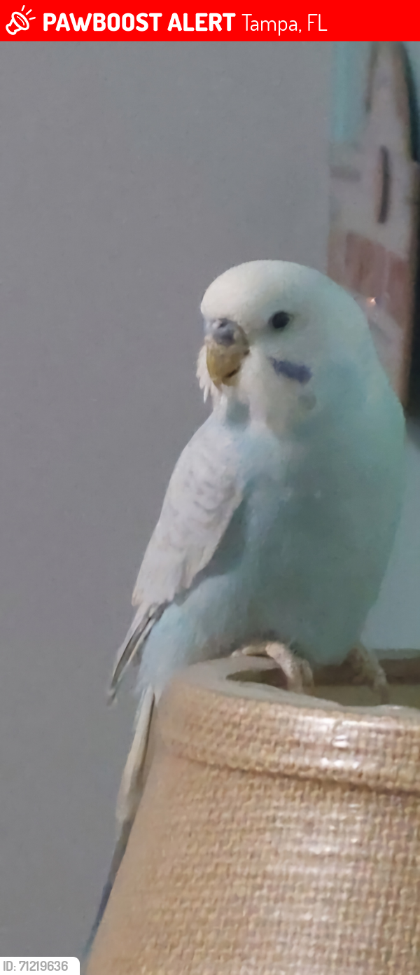 Lost Male Bird last seen Waterway Dr. & Delta Lane, Tampa, FL 33635